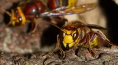 Fundusze i sposoby, jak pozbyć się uprzęży